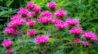 USA-Washington State-Sammamish and our garden with pink Bee Balm Art Print